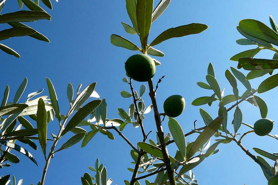Olivo recogida aceituna aloreña de Málaga