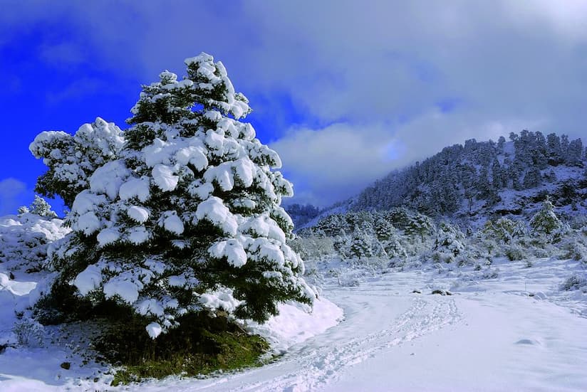 Paraje natural de Sierra de las Nieves