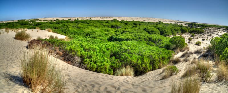 Parque natural de Doñana
