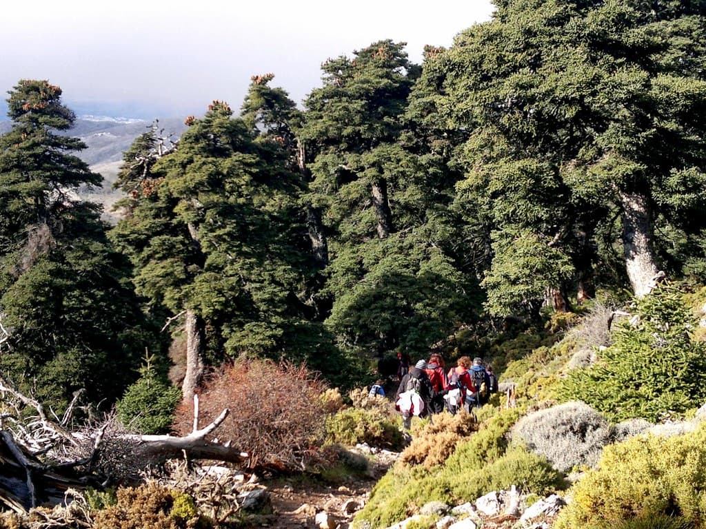 Trail in Sierra de las Nieves Flickr